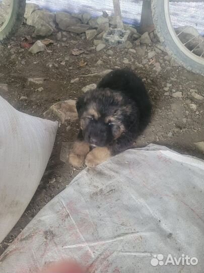 Мама Алабай, а папа неизвестно