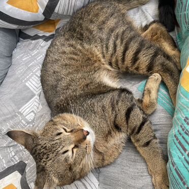 Чаузи, взрослый кот