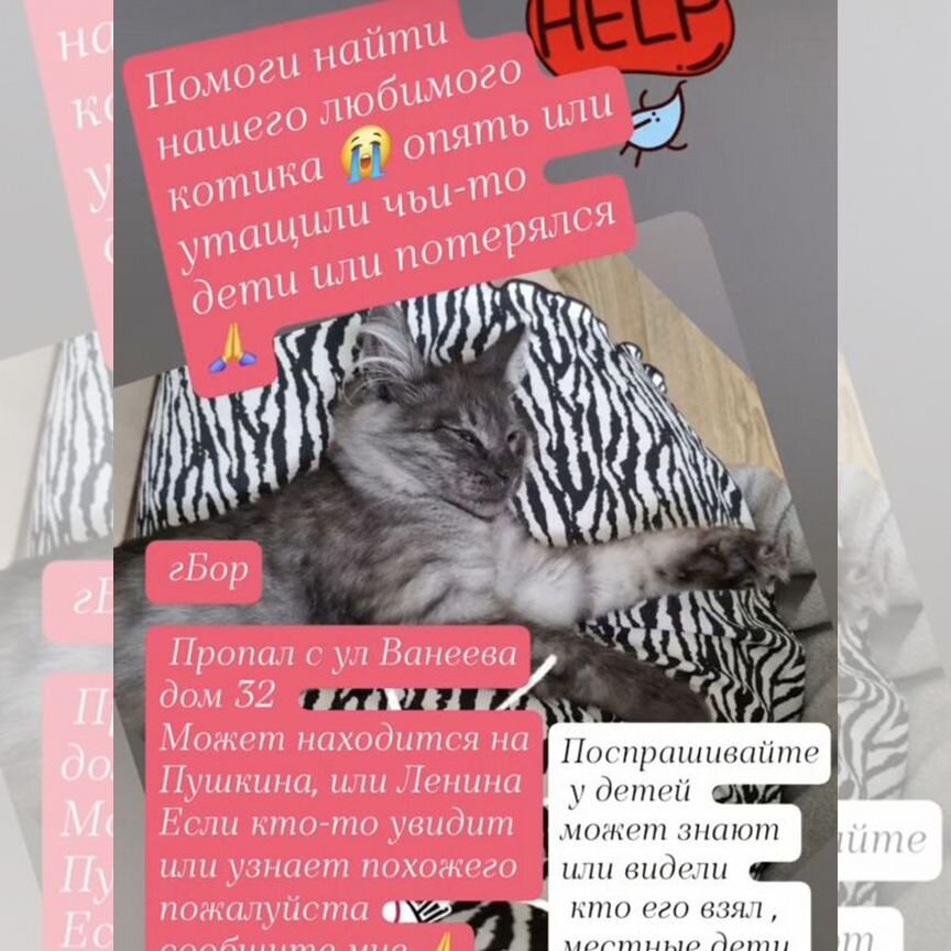 Потерялся котенок