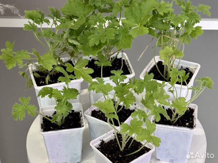 Цветы комнатные растения домашние