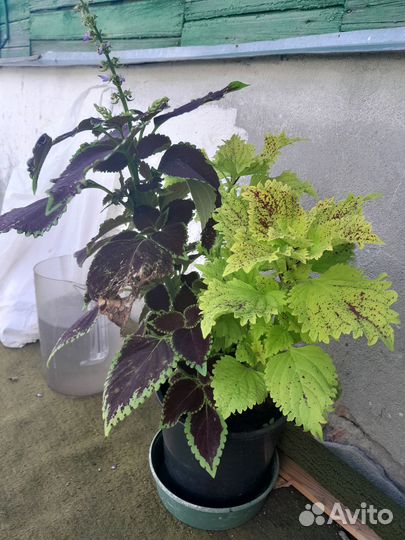 Комнатные цветы Колеус