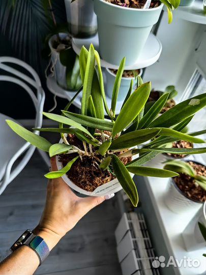 Орхидея каттлея