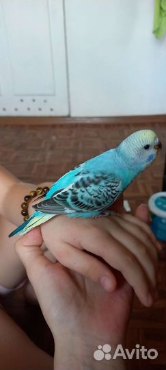 Волнистый попугай, малыши