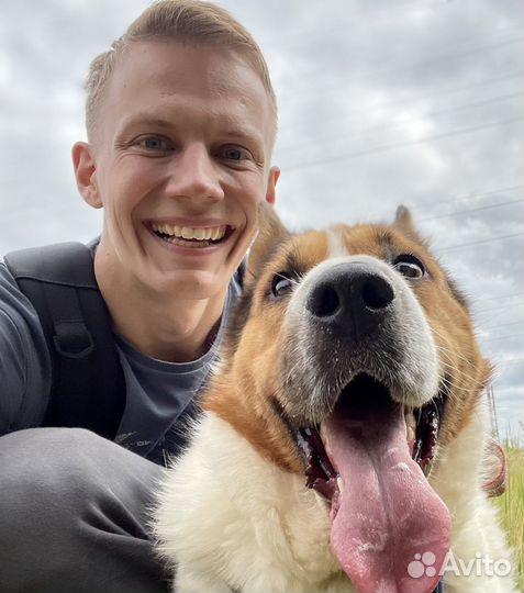 Шикарная собака пропадает в приюте