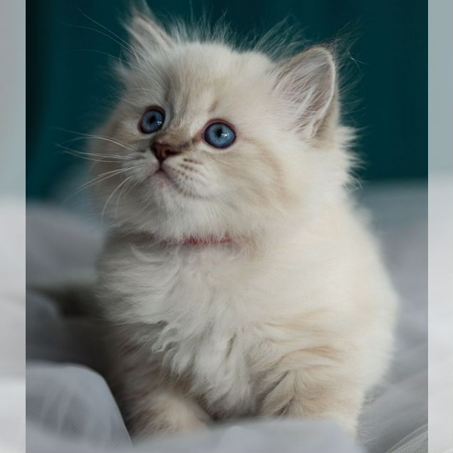 Сибирский котёнок