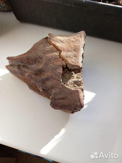 Зуб мамонта