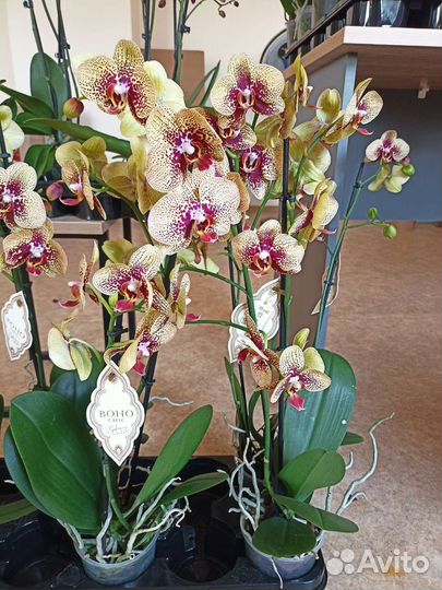 Орхидея фаленопсис много, разные, цветут, бабочки