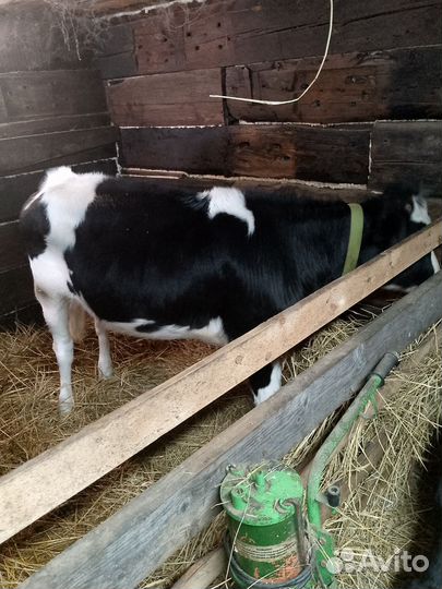 Продам тёлку