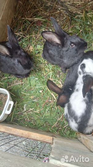 Кролики мясных пород