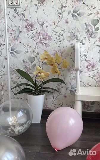 Орхидея фаленопсис Карина