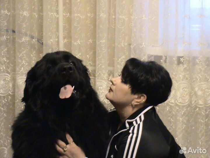 Пряжа из собачьей шерсти Ньюфаундленд