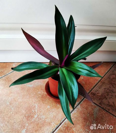 Рео или Ладья Моисея(Традесканция)