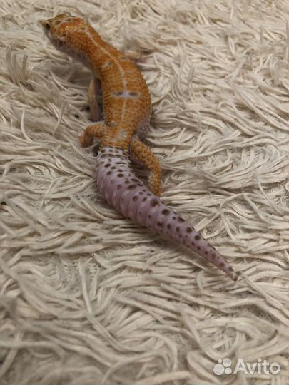 Эублефар самец