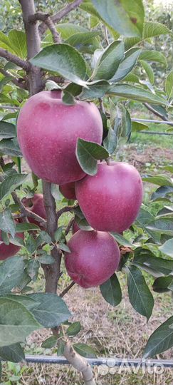 Продам яблоки