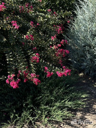 Питомник южных растений у Галины