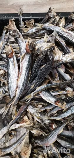 Продам Беломорскую корюшку свежую и вяленую