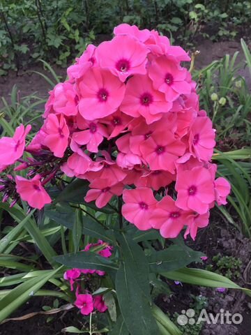 Флоксы цветы многолетние растения