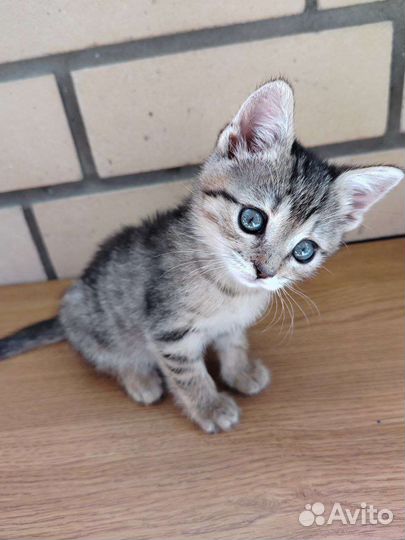 Котенок в добрые руки