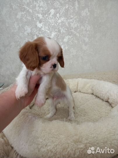 Кавалер кинг чарльз Спаниель