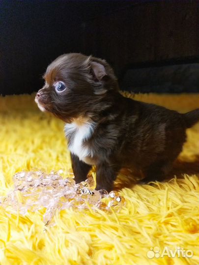 Чихуахуа маленький мальчик