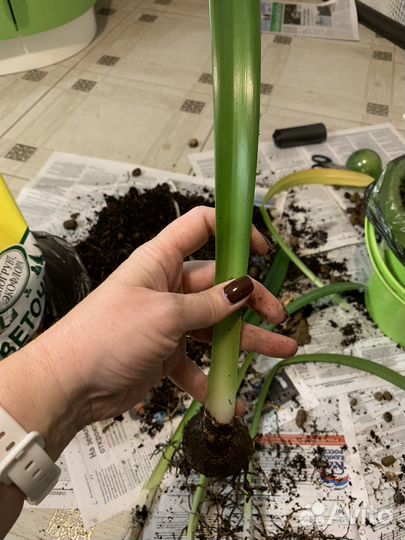 Гиппеаструм