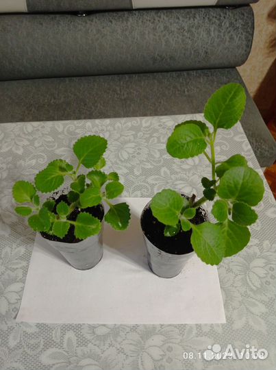 Комнатные цветы