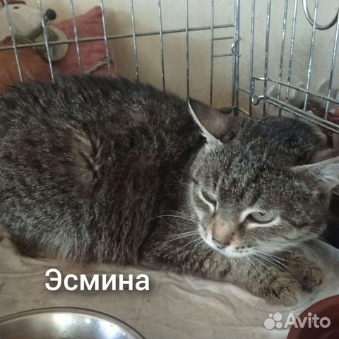 Стерилизованная кошка ищет дом