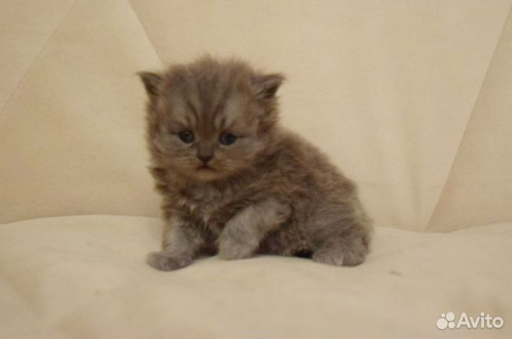 Британские котята