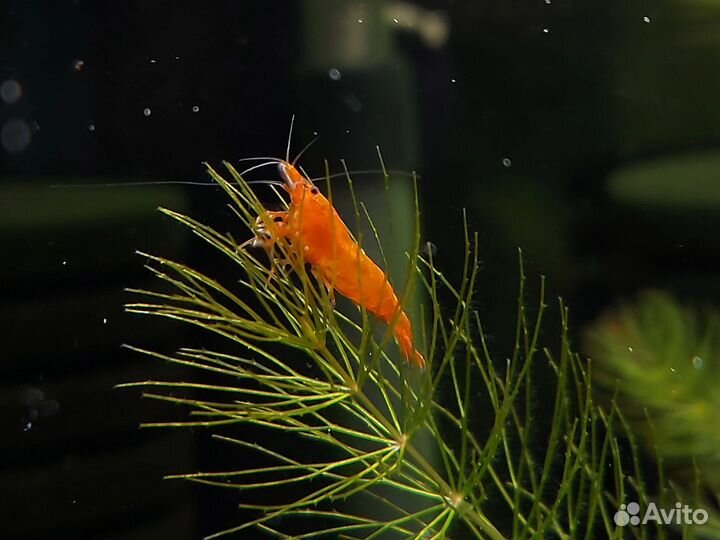 Аквариумные креветки