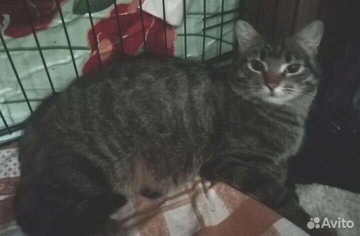 Котик Рич в добрые руки