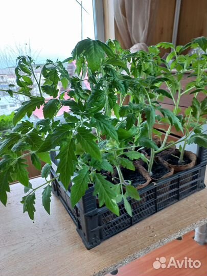 Рассада помидоров томатов