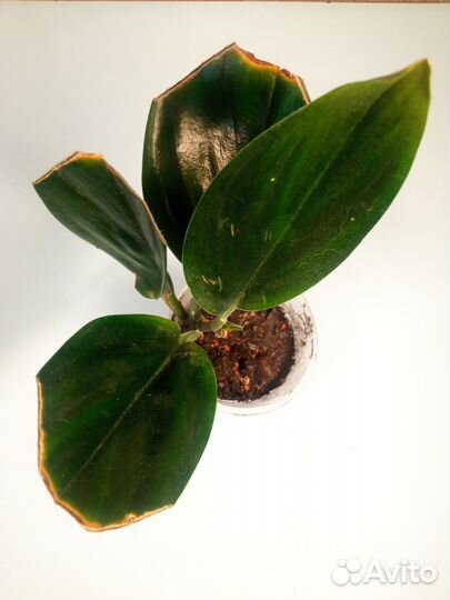 Сциндапсус