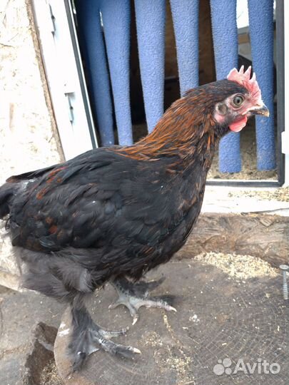 Молодые петушки, порода Маран