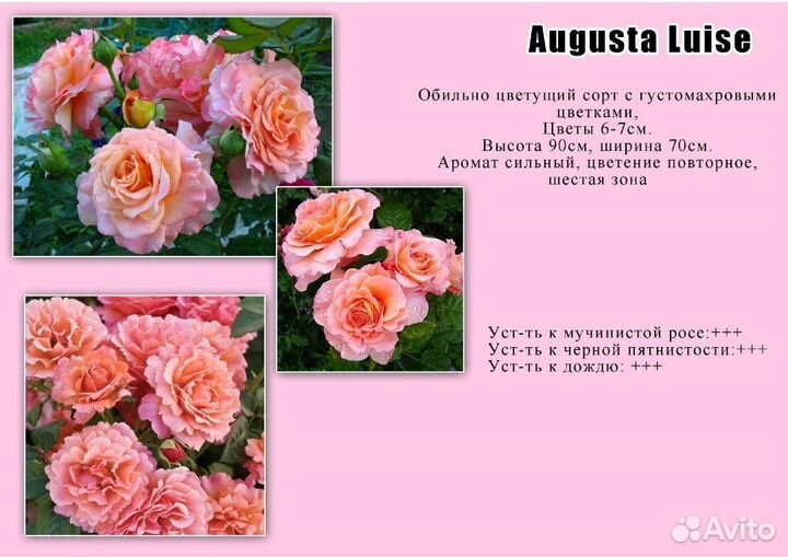 Розы саженцы