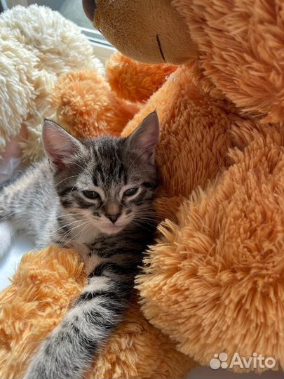 Кошка в дар