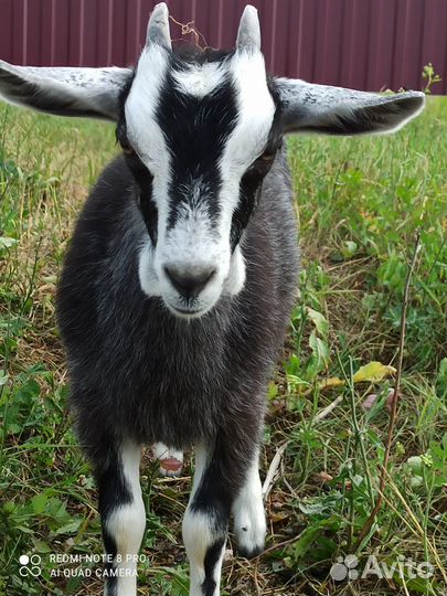 Коза и уозочки