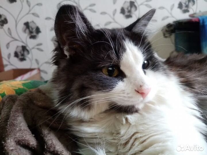 Отдам бесплатно кота