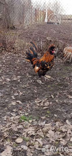 Петухи павловские