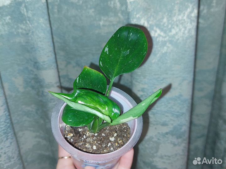 Филодендрон