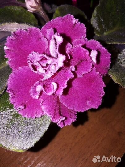 Сортовые фиалки цветущие