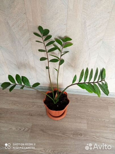 Замиокулькас