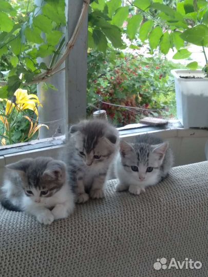 Котята в добрые руки, даром
