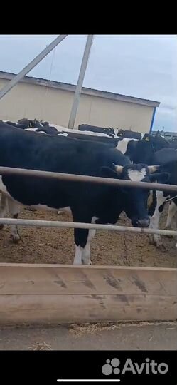 Нетели черно-пестрые 100 голов