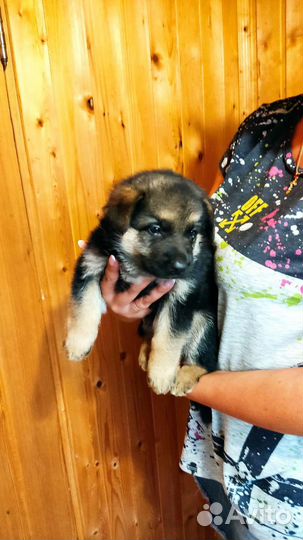 Щенки девочки овчарки