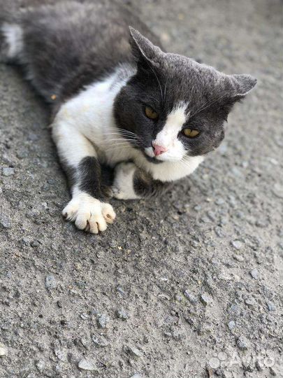 Отдам кота в добрые руки