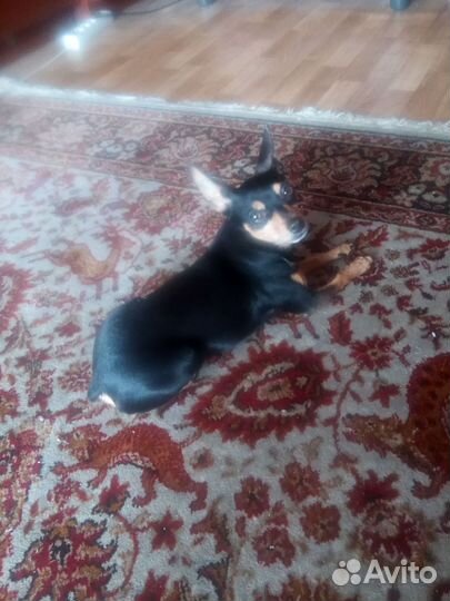 Вязка той-терьер мальчик