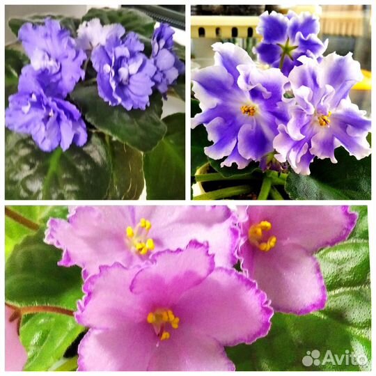 Фиалка. Лист с корешками