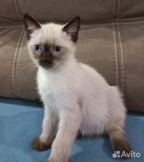 Тайские котята