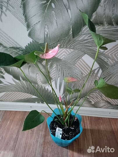 Антуриум Пандола(23г)