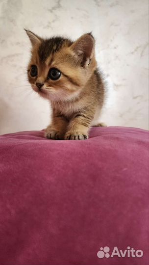 Шотландские